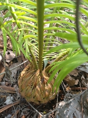 Cycad (Cycas siamensis)