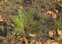 Cycad (Cycas siamensis)