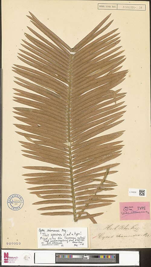 Cycad: Cycas siamensis Miq. (type of) - Cycas siamensis Miq.