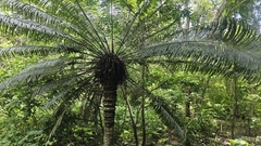 Cycas sundaica (Cycas sundaica)