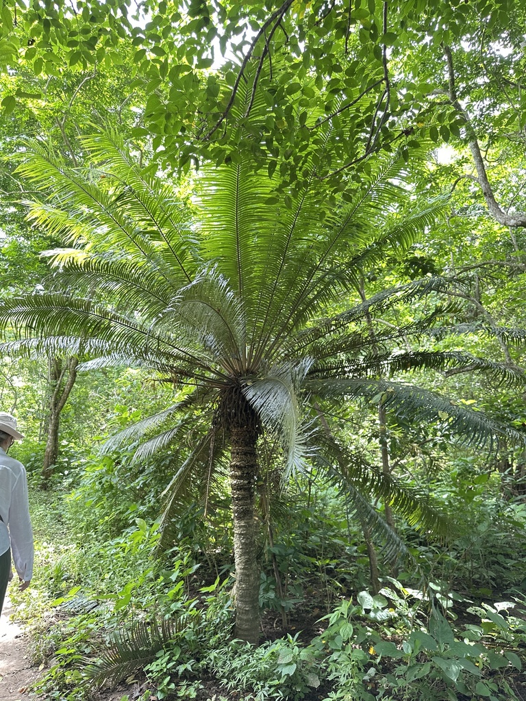 Cycas sundaica (Cycas sundaica)