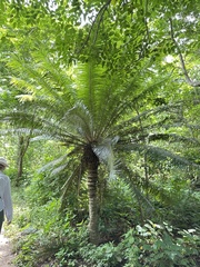 Cycas sundaica (Cycas sundaica)