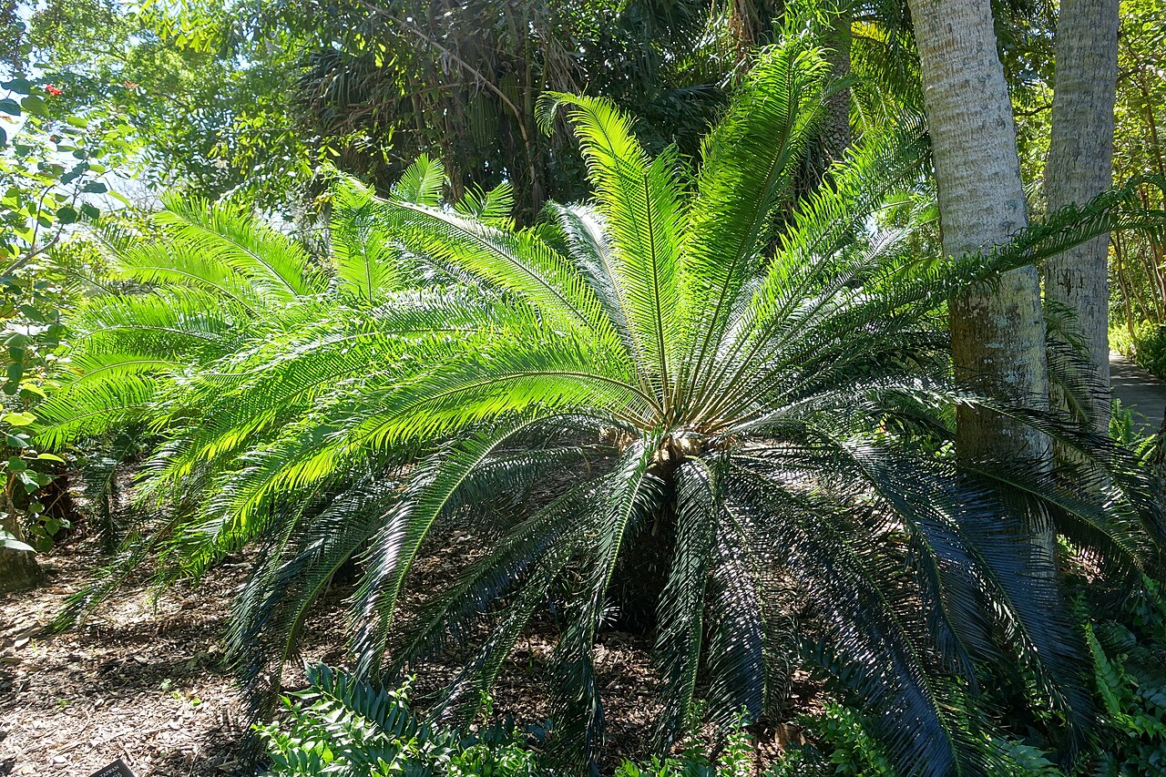 Cycad: Botanical specimen in the Marie Selby Botanical Gardens - Sarasota, Florida, USA.