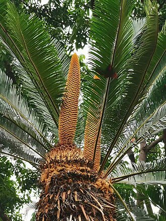 Cycad: It is one of the ancient "living fossils" left over after many major changes on the earth. It has been around for more than 140 million years. The precious wild