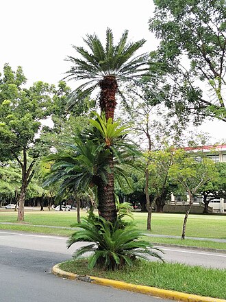 Cycad: It is one of the ancient "living fossils" left over after many major changes on the earth. It has been around for more than 140 million years. The precious wild