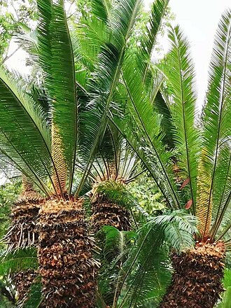 Cycad: It is one of the ancient "living fossils" left over after many major changes on the earth. It has been around for more than 140 million years. The precious wild
