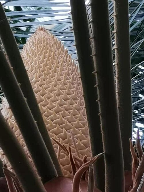 Cycad: It is one of the ancient "living fossils" left over after many major changes on the earth. It has been around for more than 140 million years. The precious wild