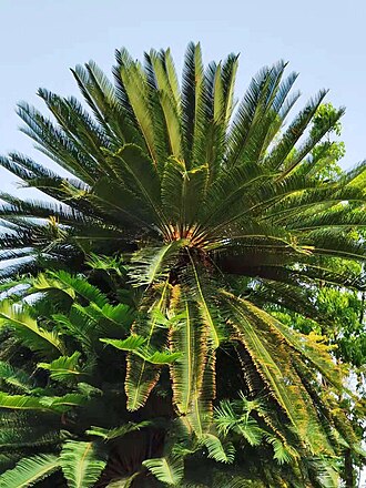Cycad: It is one of the ancient "living fossils" left over after many major changes on the earth. It has been around for more than 140 million years. The precious wild