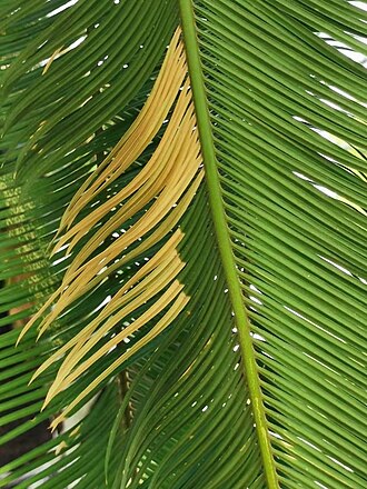 Cycad: It is one of the ancient "living fossils" left over after many major changes on the earth. It has been around for more than 140 million years. The precious wild