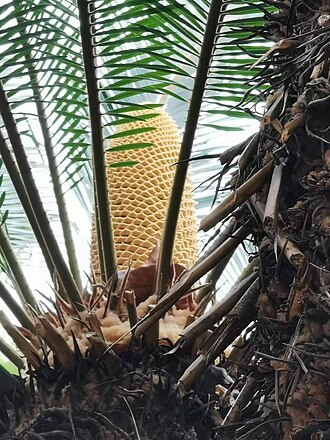Cycad: It is one of the ancient "living fossils" left over after many major changes on the earth. It has been around for more than 140 million years. The precious wild