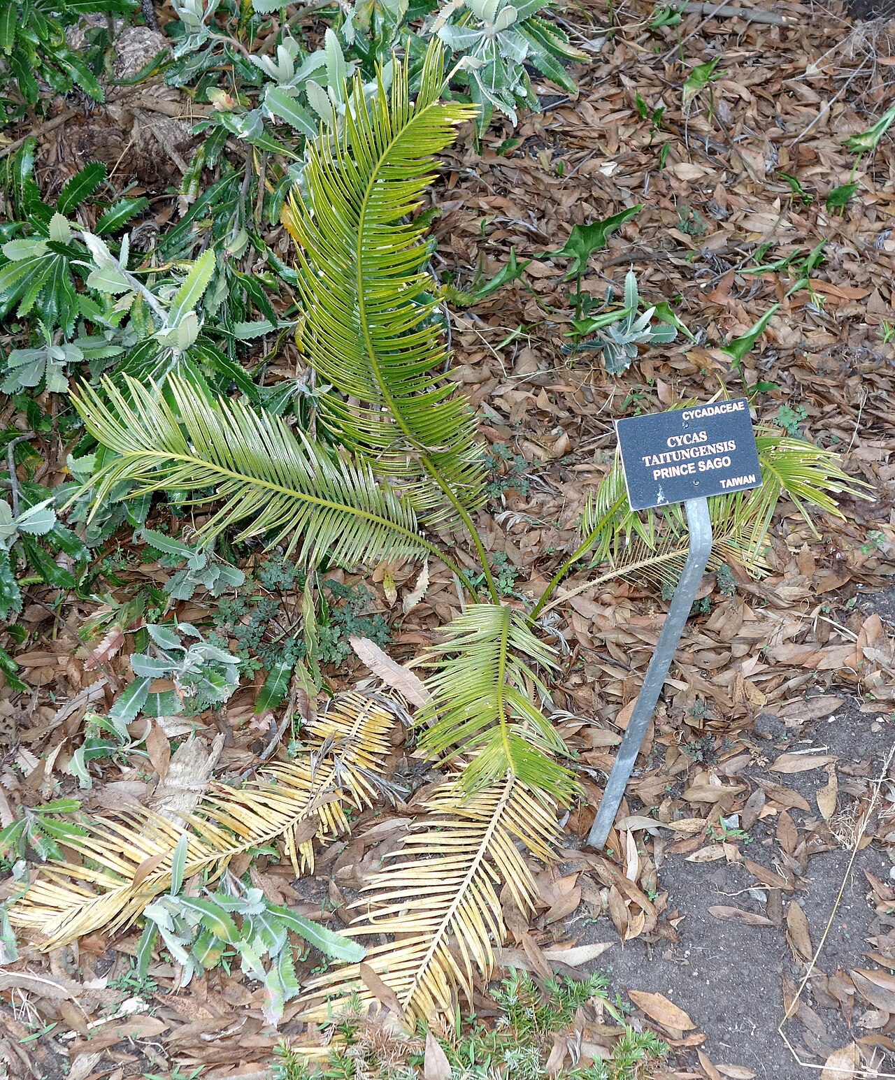 Cycad: Botanical specimen in the San Francisco Botanical Garden, San Francisco, California, USA.
