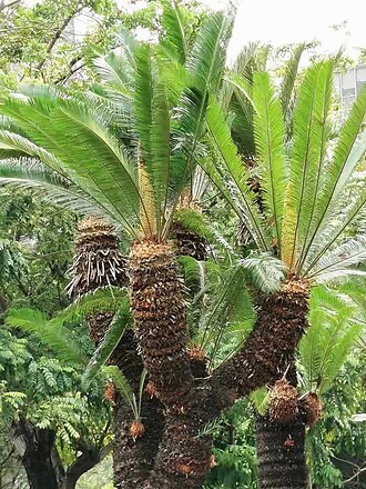 Cycad: 「台東蘇鐵是在地球經過多次大變動後,留下來的一種古老的「活化石」之一,發育至今約一億四千多萬年。珍貴的野生台東蘇鐵由於常遭人濫伐、盜採,使得數量急速下降,目前在野外已非常少見」