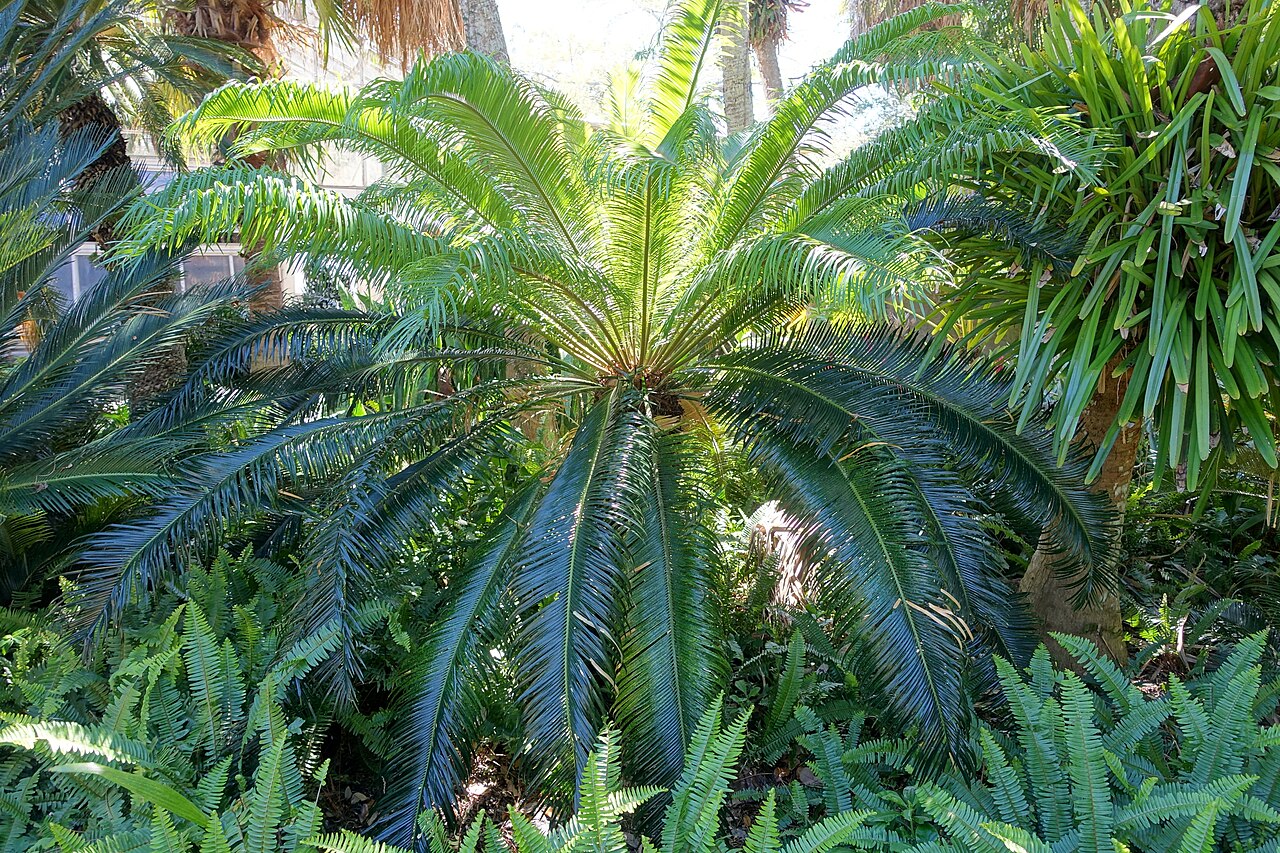 Cycad: Botanical specimen in the Marie Selby Botanical Gardens - Sarasota, Florida, USA.