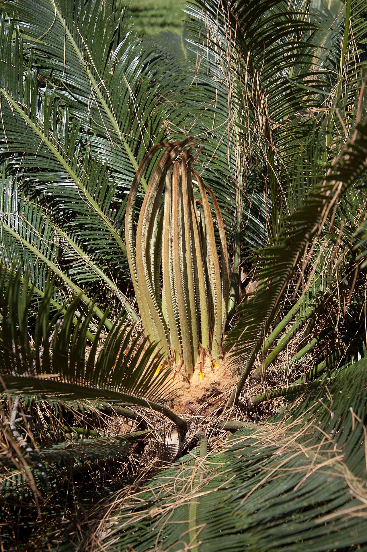 Cycad: Cycas taiwaniana Orto botanico di Palermo