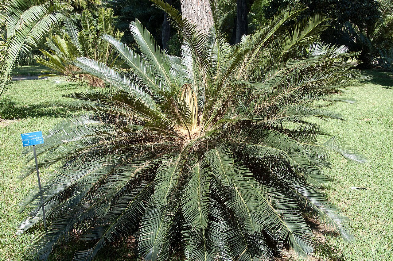 Cycad: Cycas taiwaniana Orto botanico di Palermo