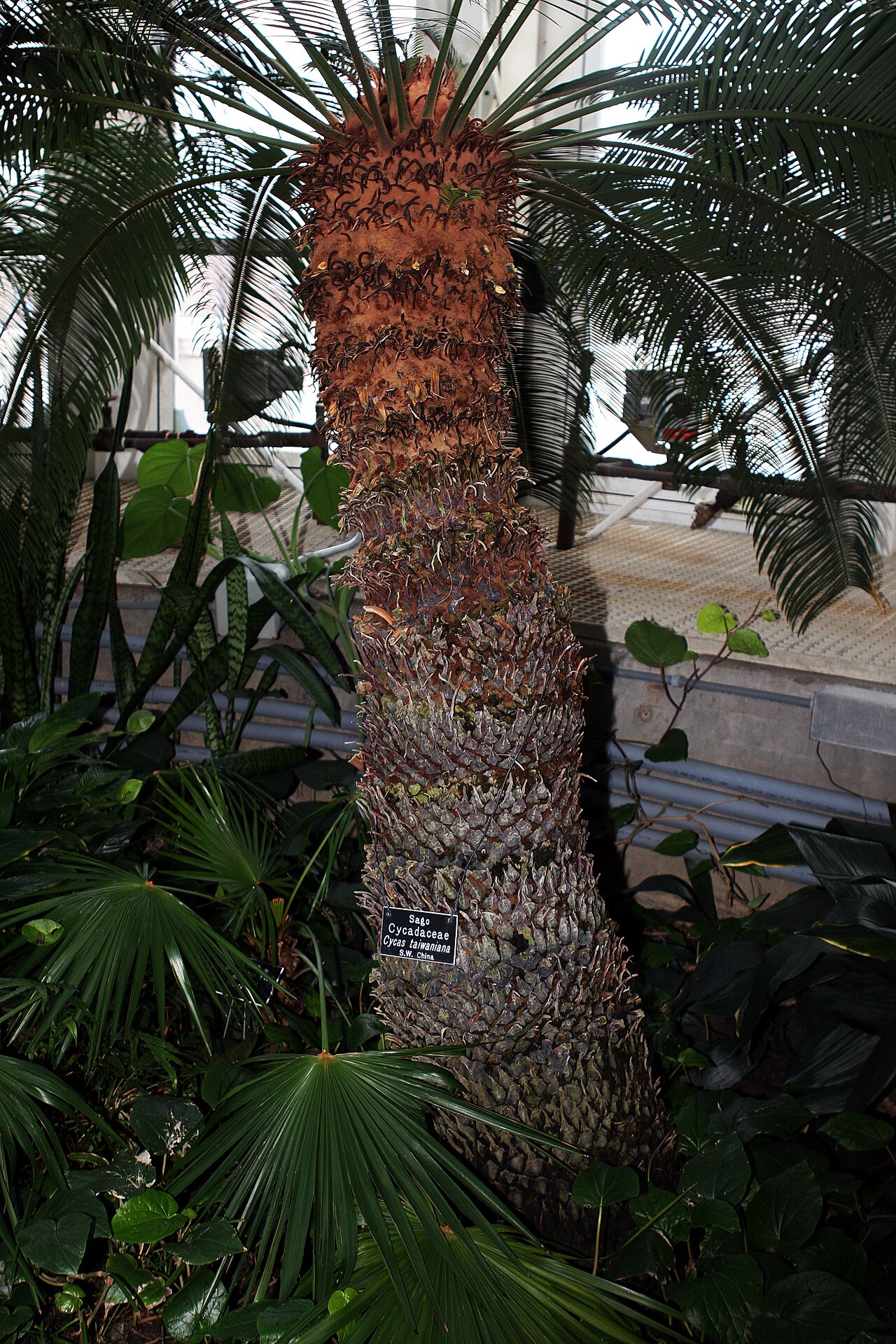 Cycad: Cycas taiwaniana