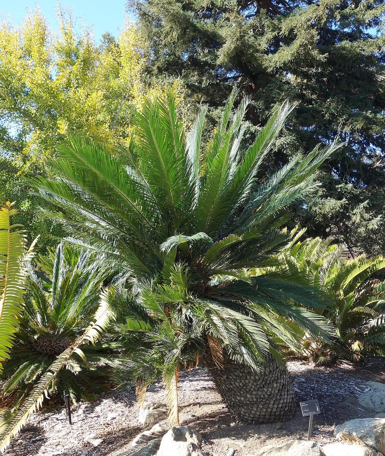 Cycad: Botanical specimen in Leaning Pine Arboretum, California Polytechnic State University, San Luis Obispo, California, USA.