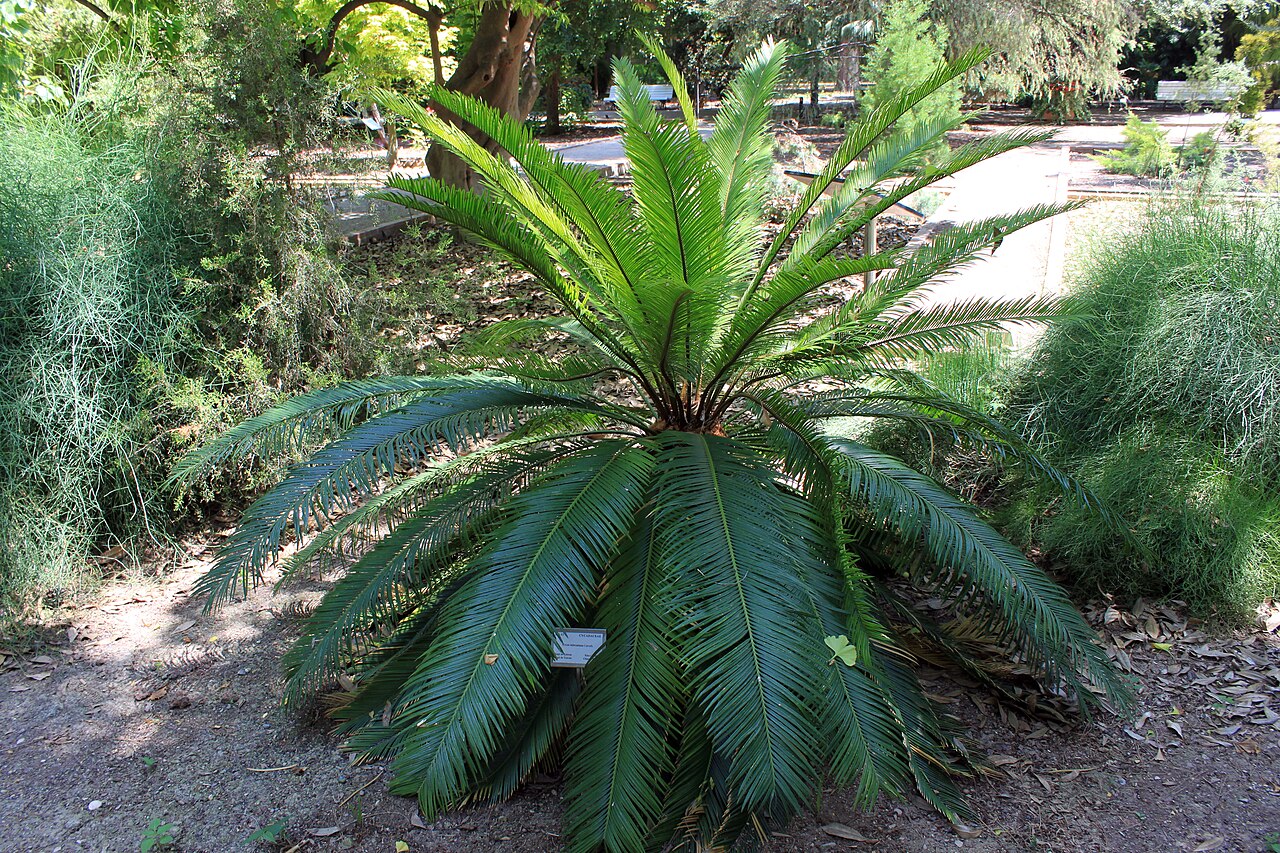 Cycad: Cycas taiwaniana ejemplar del Jardín botánico de Valencia, Universidad de Valencia, Valencia. España.