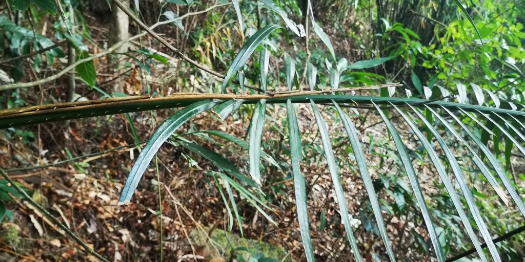 Cycad (Cycas taiwaniana)
