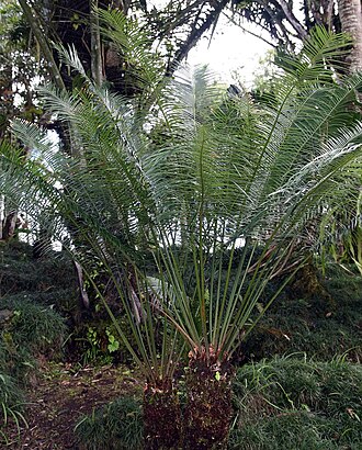 Cycad: Location taken: Wilson Botanical Garden, Las Cruces Biological Station, Costa Rica. Names: Cycas taiwaniana Carruth., Cycad, Prinssikadee, 台灣蘇 Classification: P