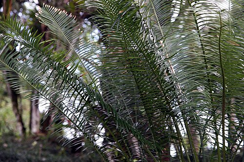Cycad: Location taken: Wilson Botanical Garden, Las Cruces Biological Station, Costa Rica. Names: Cycas taiwaniana Carruth., Cycad, Prinssikadee, 台灣蘇 Classification: P