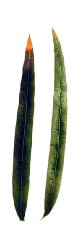 Cycad: Cycas tansachana young leaflets