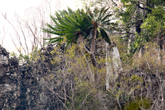 Cycad (Cycas tansachana)