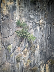 Ha long cycad (Cycas tropophylla)