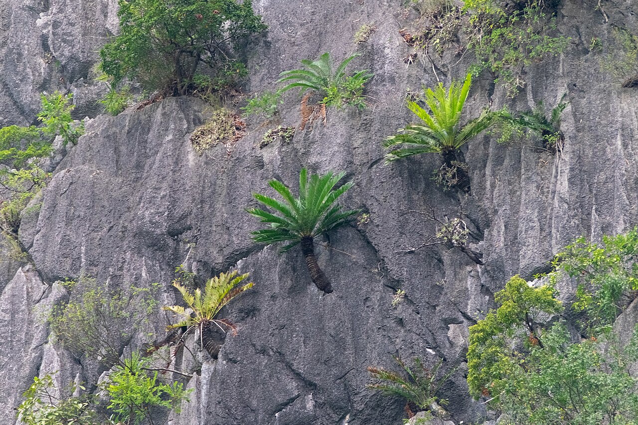 Ha long cycad: Cycas tropophylla