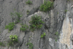 Ha long cycad (Cycas tropophylla)