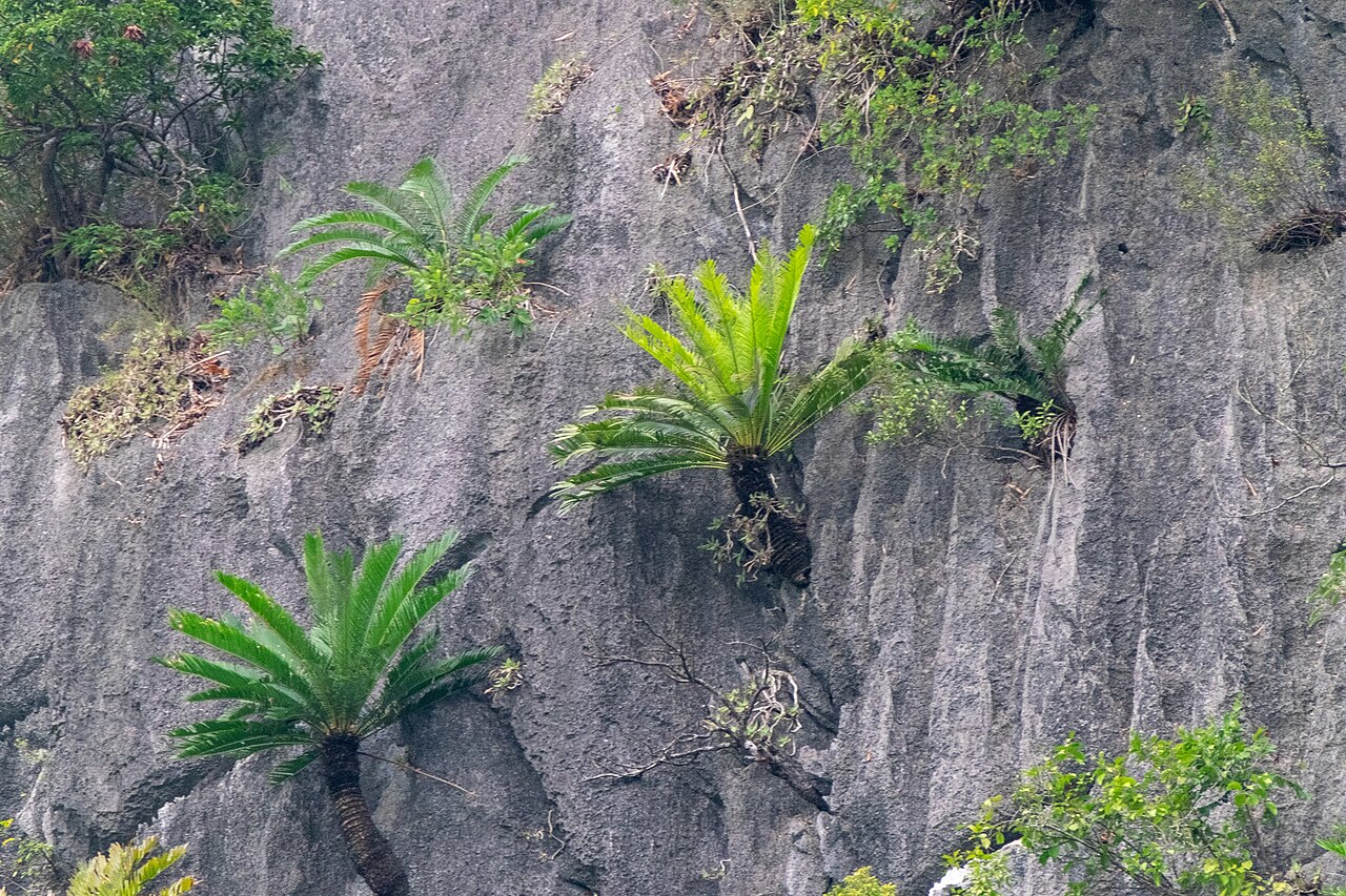 Ha long cycad: Photo of Cycas tropophylla uploaded from iNaturalist .
