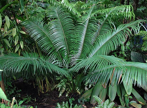 Wade’s pitogo: Cycas wadei in the Botanical Garden of the City of Prague