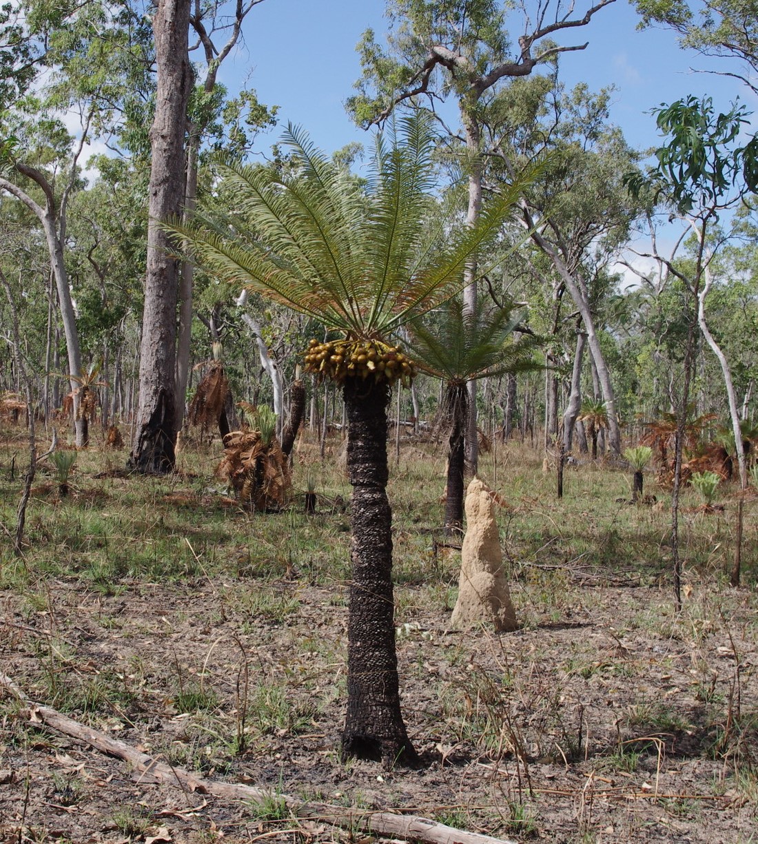 Cycas yorkiana: Cycas yorkiana. Species of cycad.