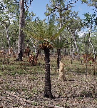Cycas yorkiana: Cycas yorkiana. Species of cycad.