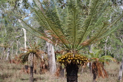 Cycas yorkiana (Cycas yorkiana)