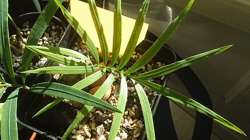 Cycas zambalensis: C. zambalensis en culture
