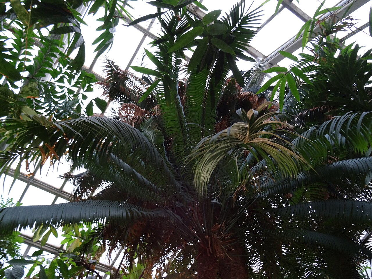 Cycas zeylanica: A Cycas zeylanica in the Botanical Gardens in Lund, Sweden