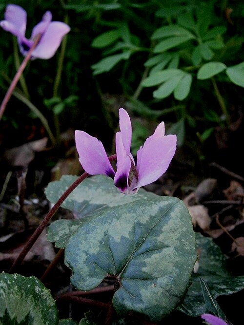 Cyclamen cilicium: Cyclamen pseudibericum close-up