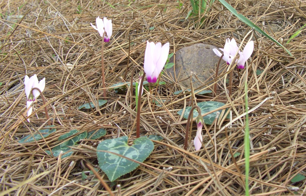 Cyclamen cilicium: Zeynel Cebeci Cyclamen, Hardy cyclamen