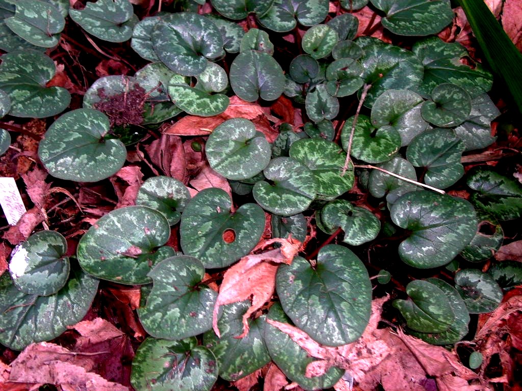 Cyclamen cilicium: Feuilles de Cyclamen cilicium