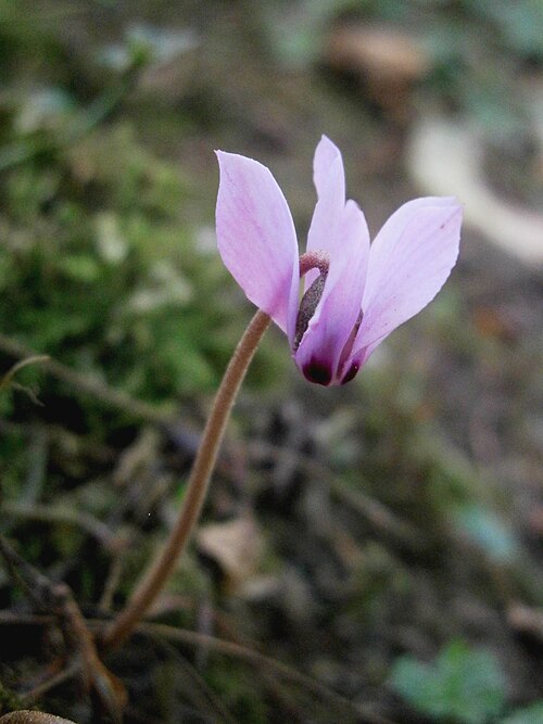 Cyclamen cilicium: Cyclamen cilicium flower