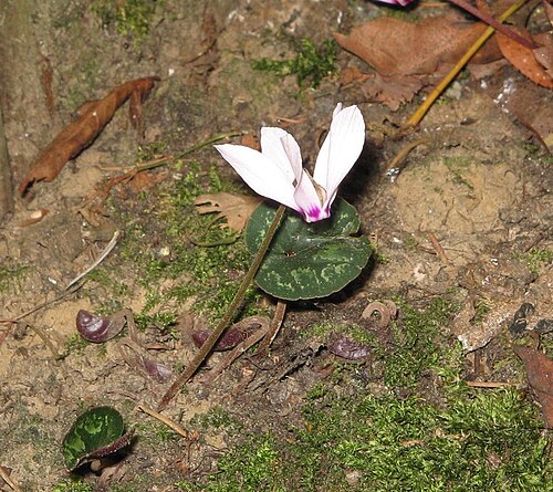 Cyclamen cilicium: Cylamen cilicium 'Album'