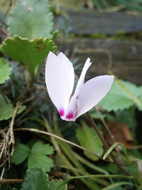 Cyclamen cilicium: Cyclamen cilicium close-up flower