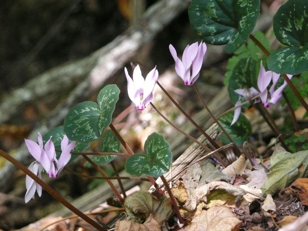 Cyclamen cilicium: Cyclamen cilicium