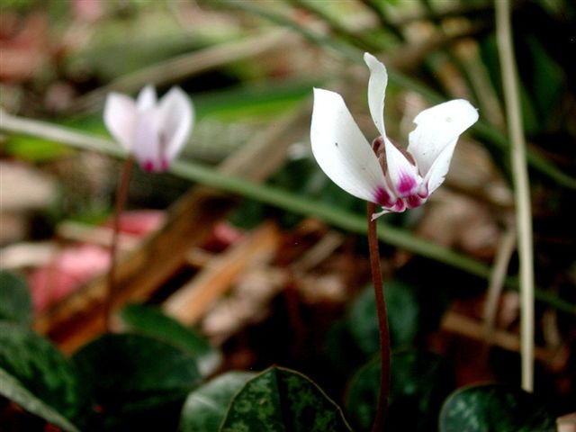 Cyclamen cilicium: Cyclamen clicium f. album