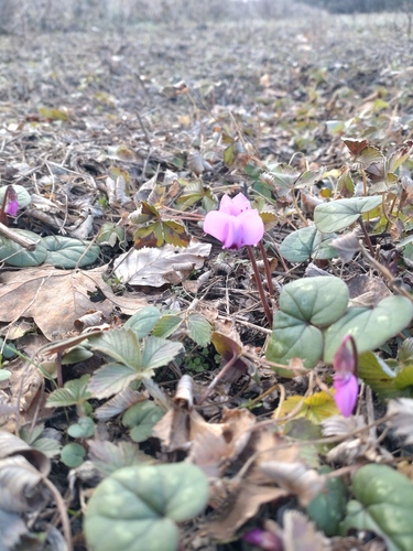 Eastern sowbread (Cyclamen coum)