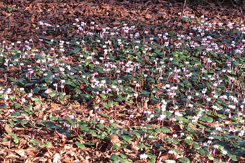 Eastern sowbread: Cyclamen coum in arboretum Kalmthout