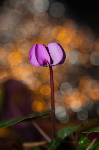 Eastern sowbread (Cyclamen coum)