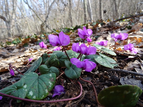 Eastern sowbread (Cyclamen coum)