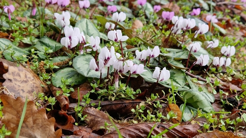 Eastern sowbread (Cyclamen coum)